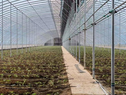 衡水新聞網的報道視角下 大棚經濟與鄉村振興的生動實踐